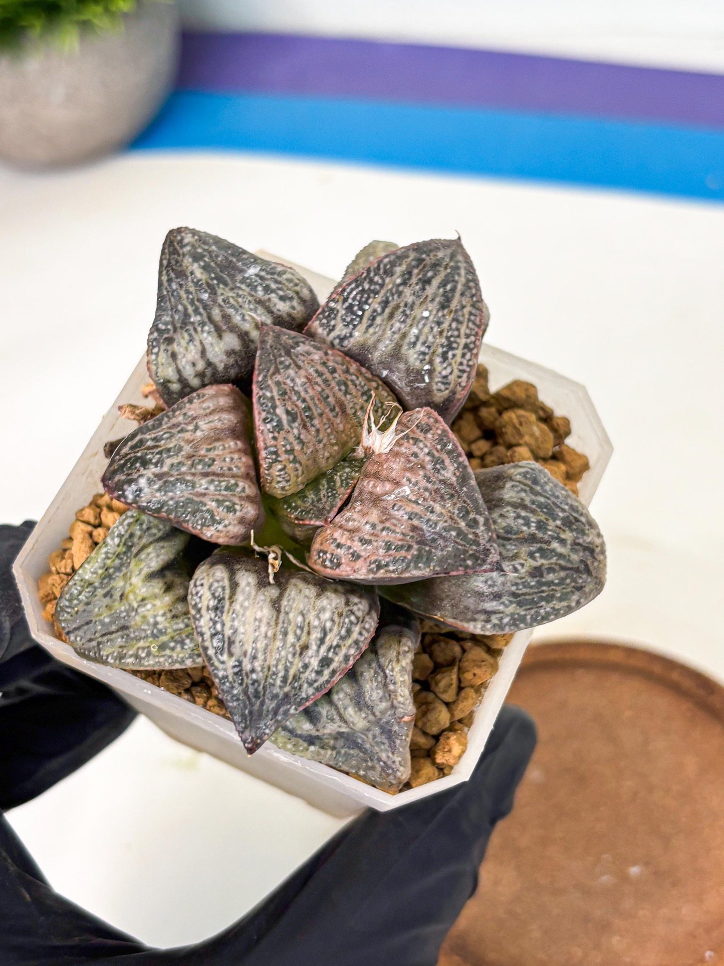 Haworthia Splendens Hana Aoi (wa1) (g3) | Japan Succulent