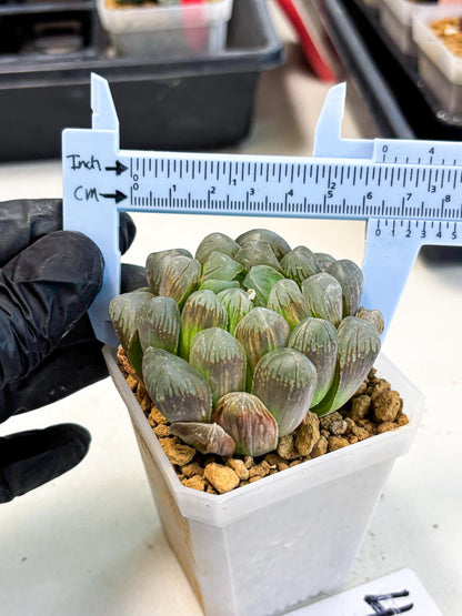 Haworthia Obtusa Ex Taiwan (wa1) (g4) | Rare Succulent