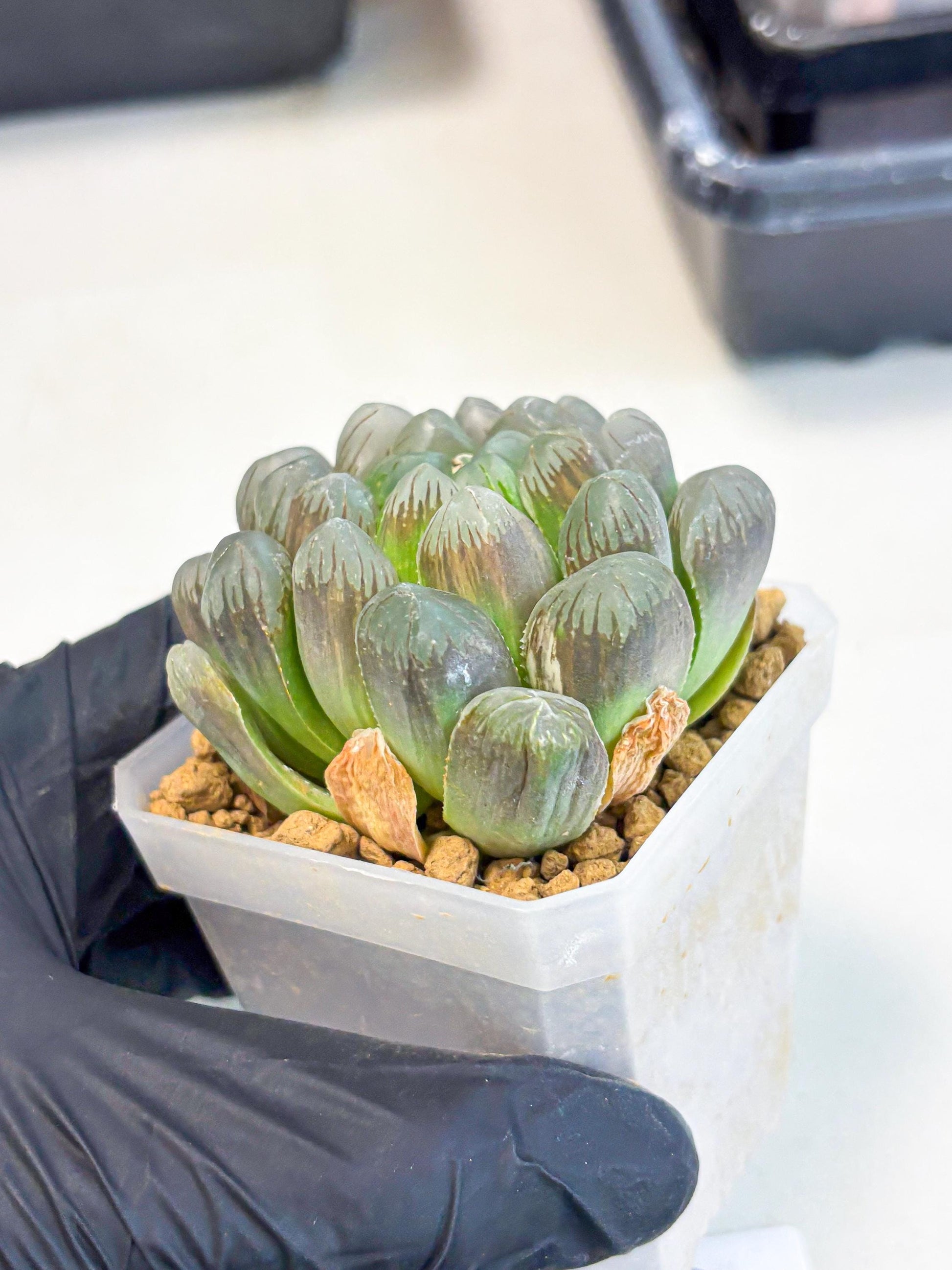 Haworthia Obtusa Ex Taiwan (wa1) (g4) | Rare Succulent