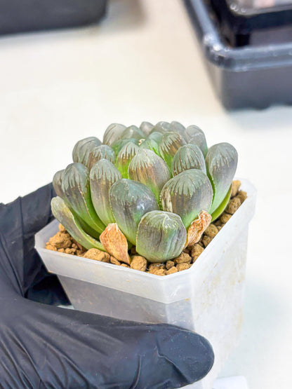 Haworthia Obtusa Ex Taiwan (wa1) (g4) | Rare Succulent