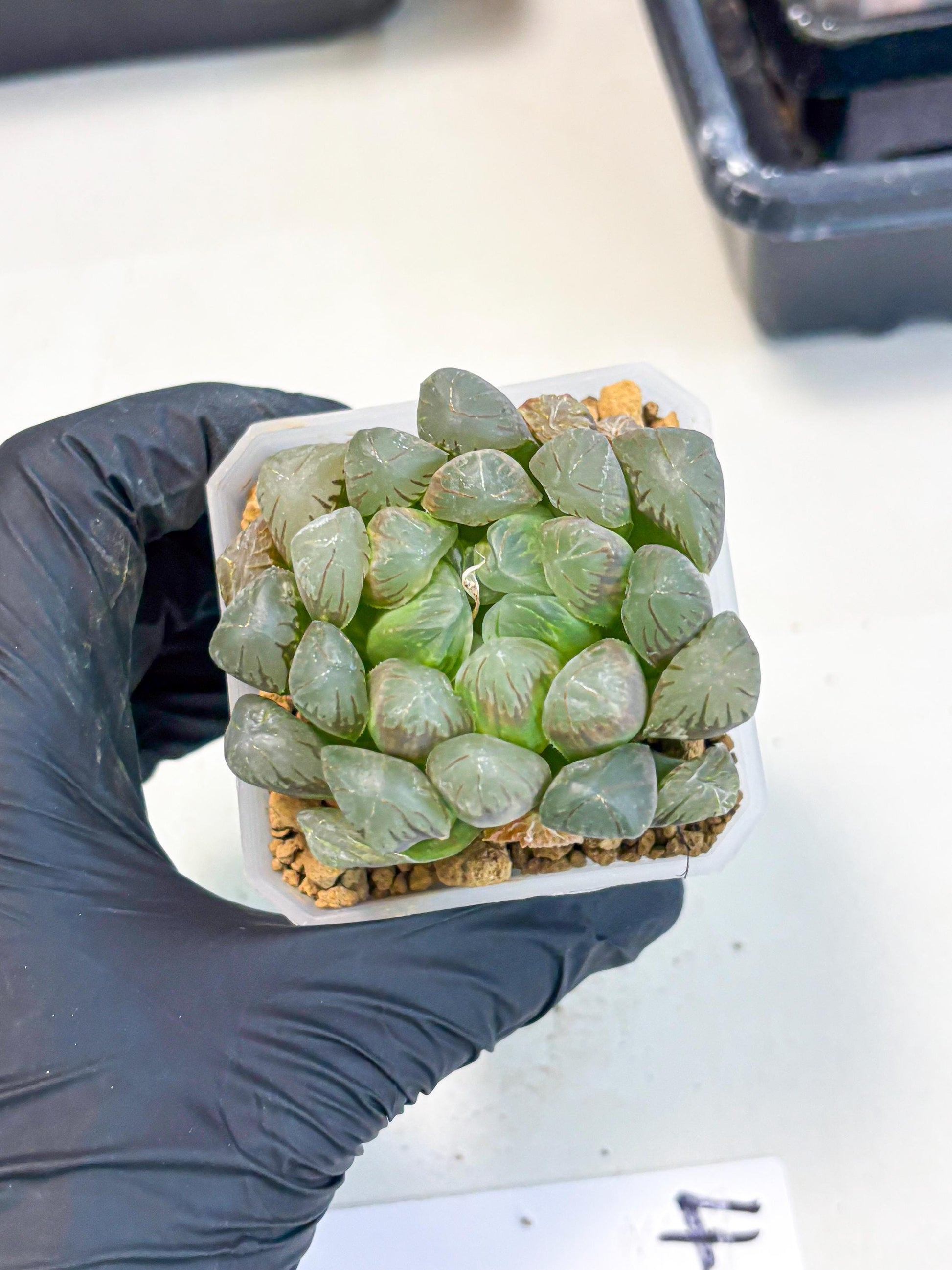 Haworthia Obtusa Ex Taiwan (wa1) (g4) | Rare Succulent