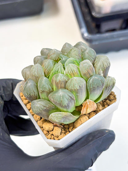 Haworthia Obtusa Ex Taiwan (wa1) (g4) | Rare Succulent