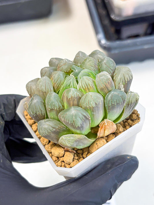 Haworthia Obtusa Ex Taiwan (wa1) (g4) | Rare Succulent