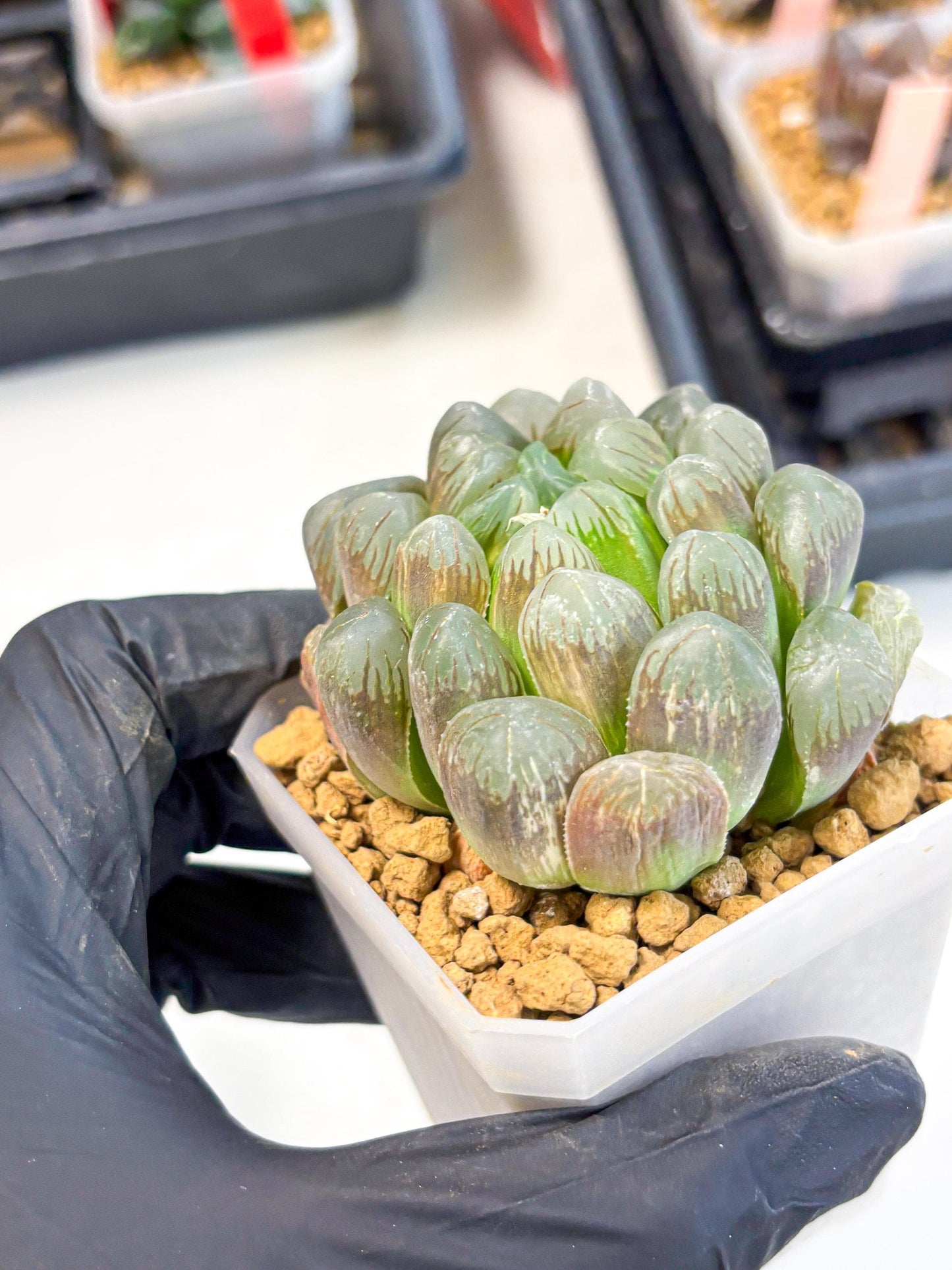 Haworthia Obtusa Ex Taiwan (wa1) (g4) | Rare Succulent