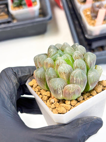 Haworthia Obtusa Ex Taiwan (wa1) (g4) | Rare Succulent