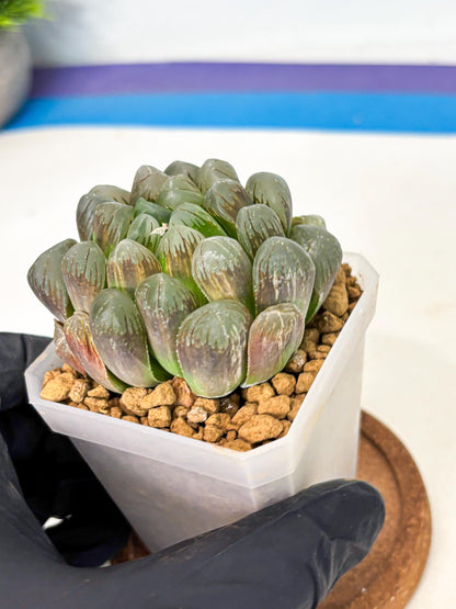 Haworthia Obtusa Ex Taiwan (wa1) (g4) | Rare Succulent