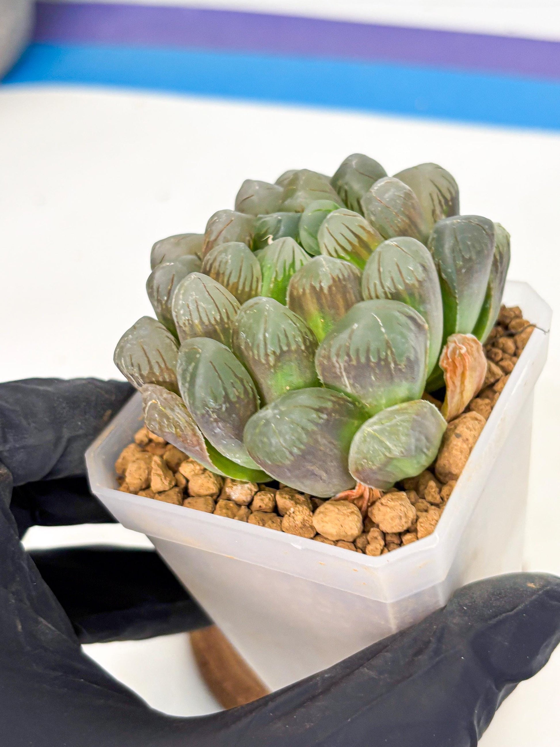 Haworthia Obtusa Ex Taiwan (wa1) (g4) | Rare Succulent