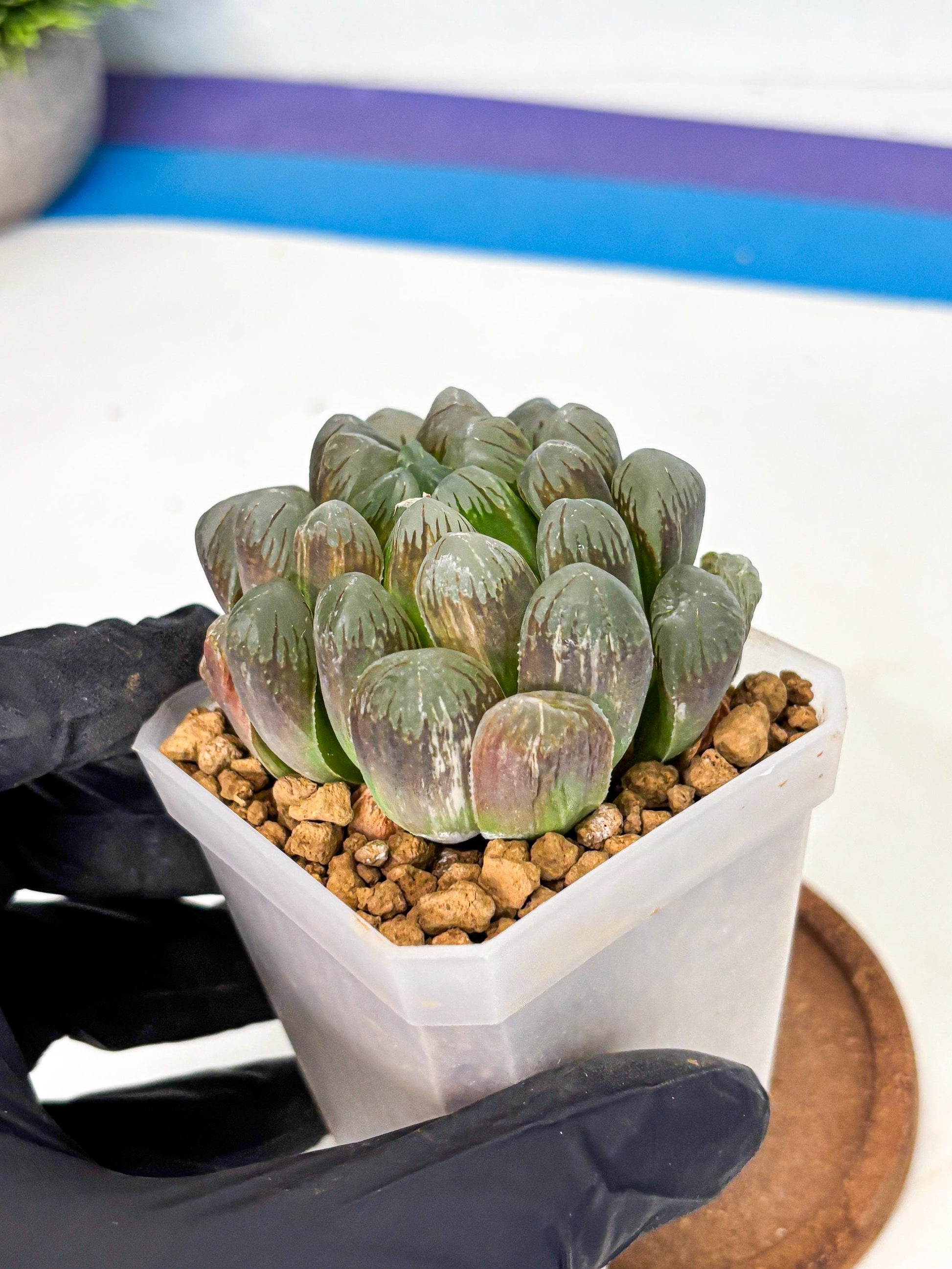 Haworthia Obtusa Ex Taiwan (wa1) (g4) | Rare Succulent