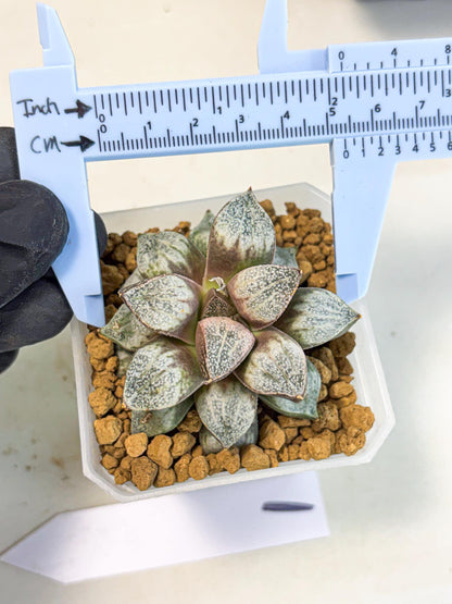 Haworthia Splendens Hybrid (wa1) (y1) | Japan Succulent