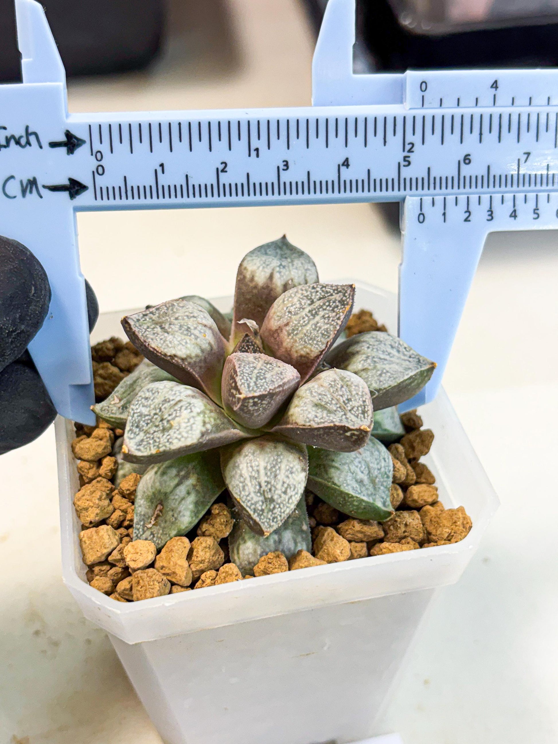 Haworthia Splendens Hybrid (wa1) (y1) | Japan Succulent