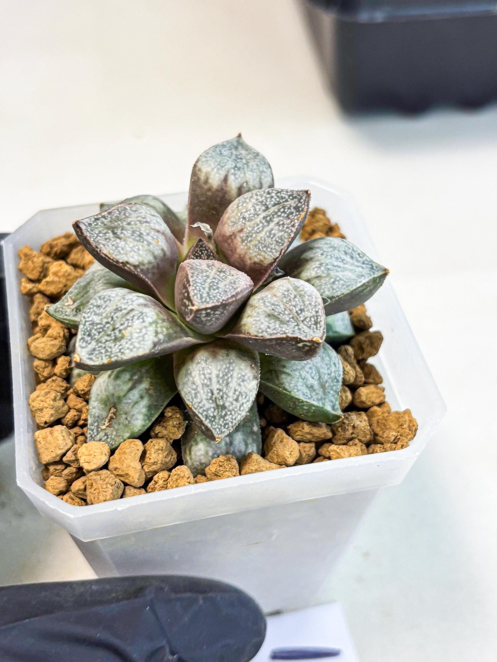 Haworthia Splendens Hybrid (wa1) (y1) | Japan Succulent