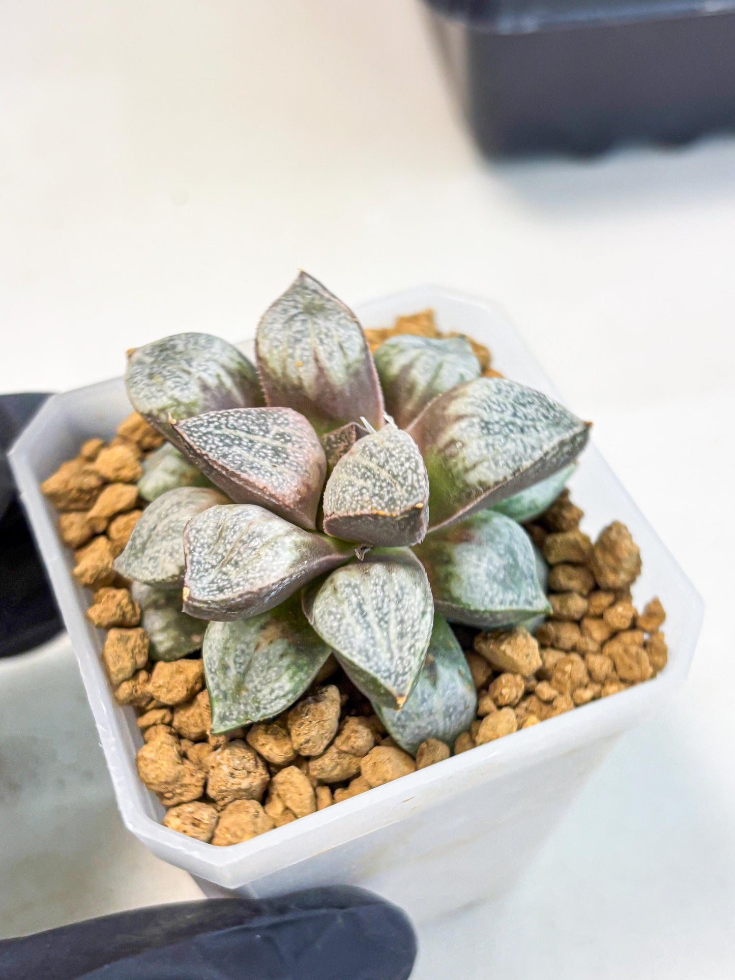 Haworthia Splendens Hybrid (wa1) (y1) | Japan Succulent