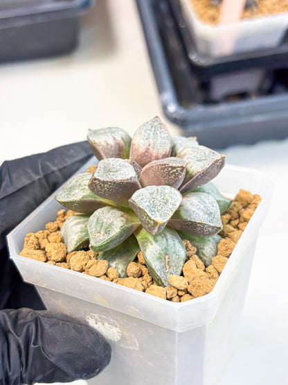 Haworthia Splendens Hybrid (wa1) (y1) | Japan Succulent