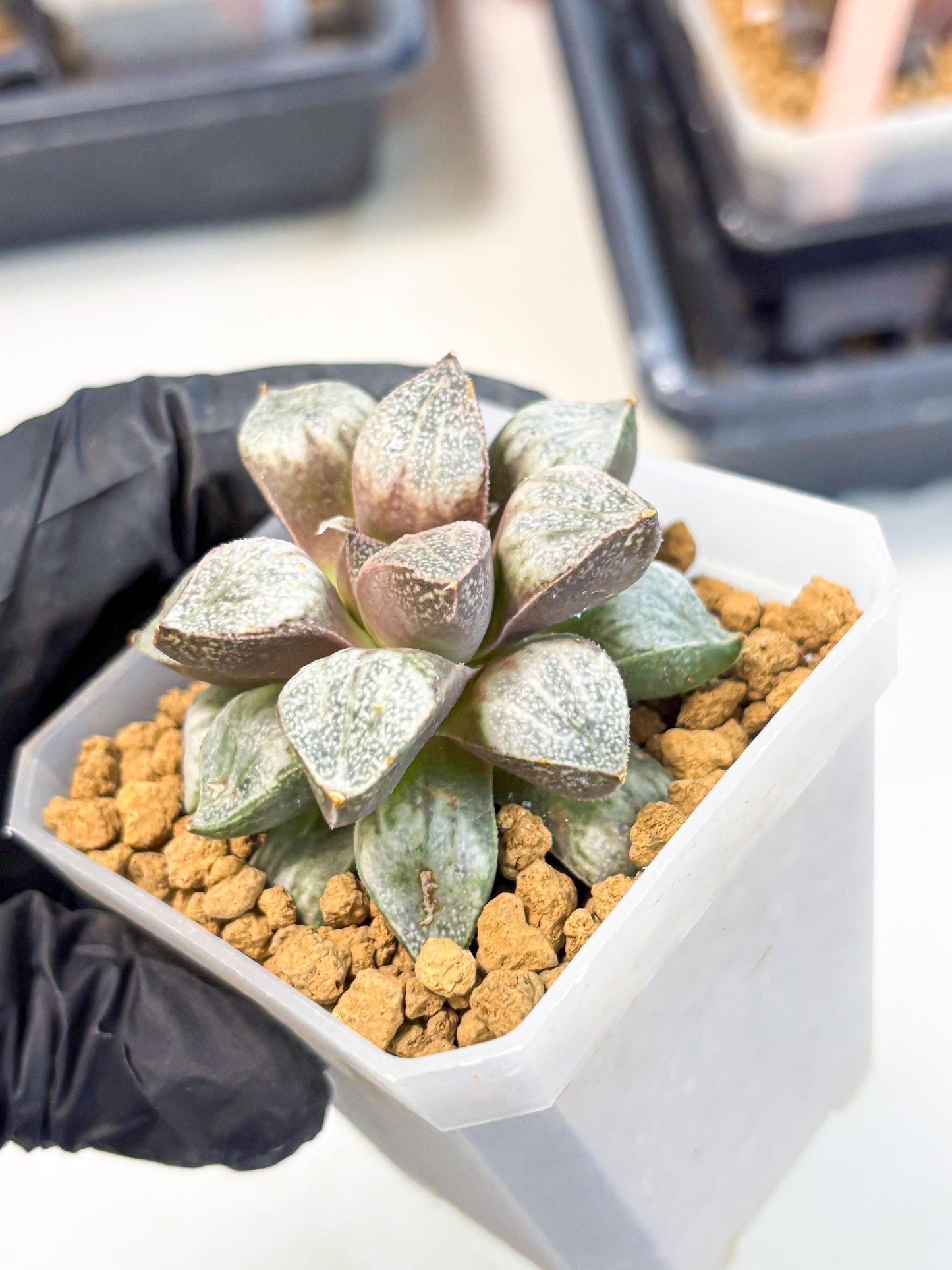Haworthia Splendens Hybrid (wa1) (y1) | Japan Succulent