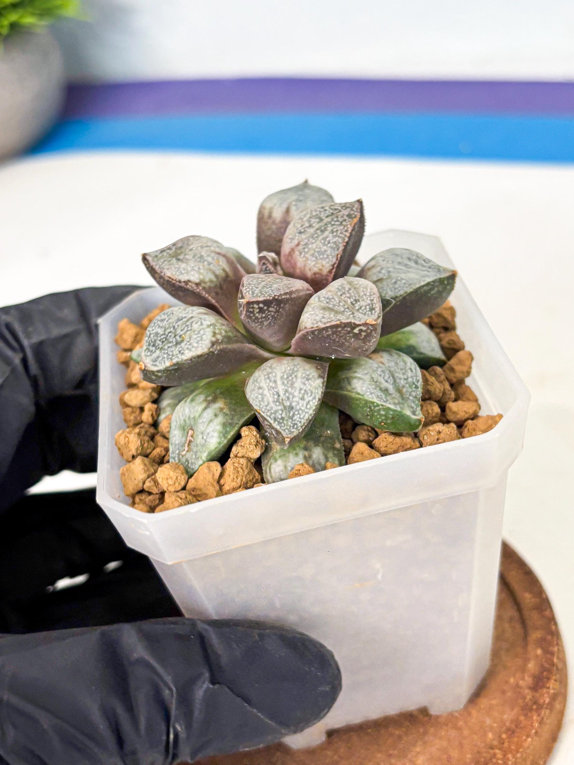 Haworthia Splendens Hybrid (wa1) (y1) | Japan Succulent