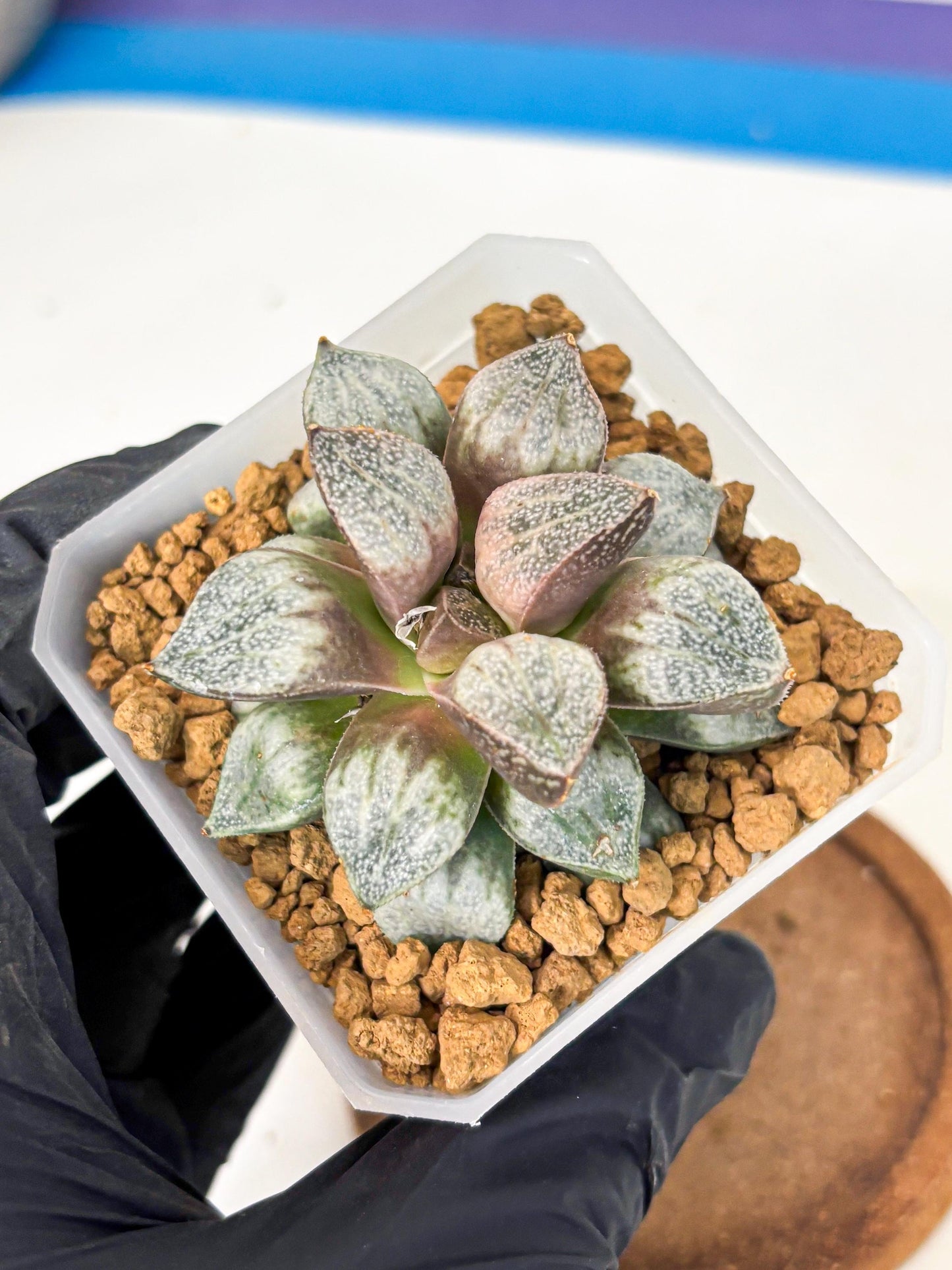 Haworthia Splendens Hybrid (wa1) (y1) | Japan Succulent
