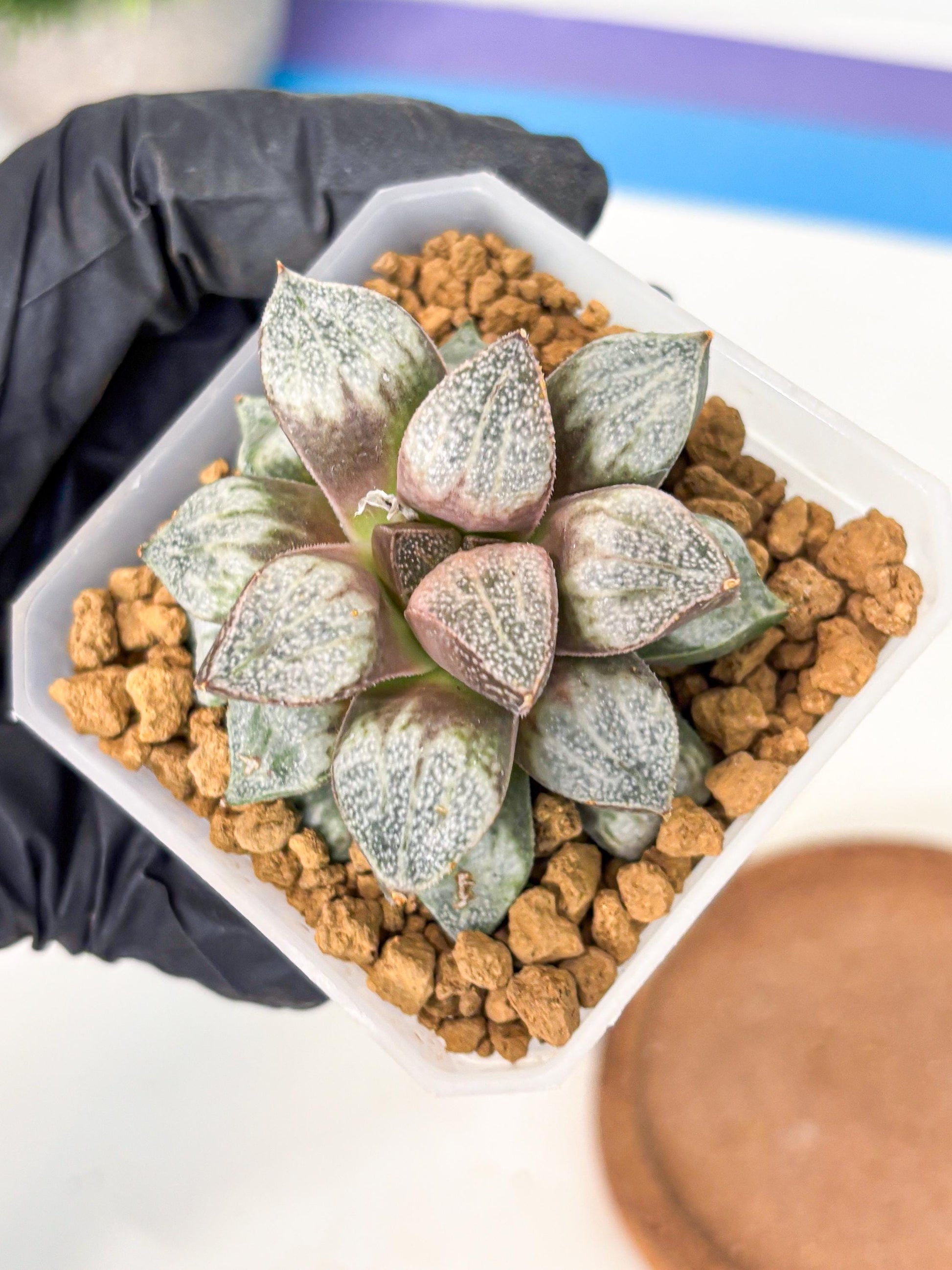 Haworthia Splendens Hybrid (wa1) (y1) | Japan Succulent