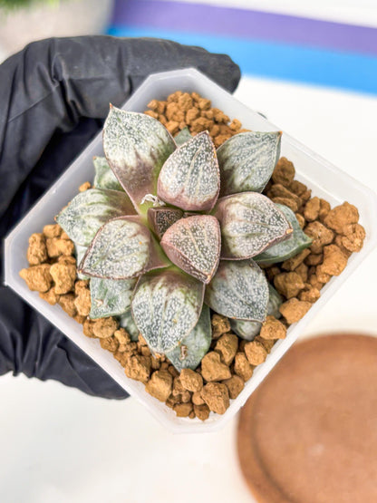 Haworthia Splendens Hybrid (wa1) (y1) | Japan Succulent