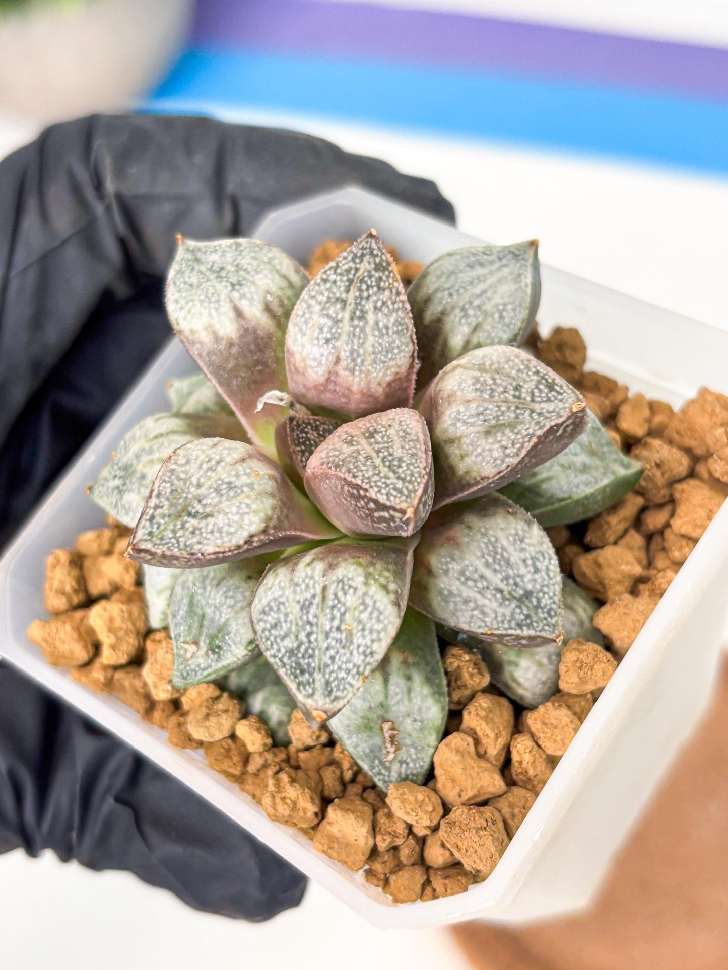Haworthia Splendens Hybrid (wa1) (y1) | Japan Succulent