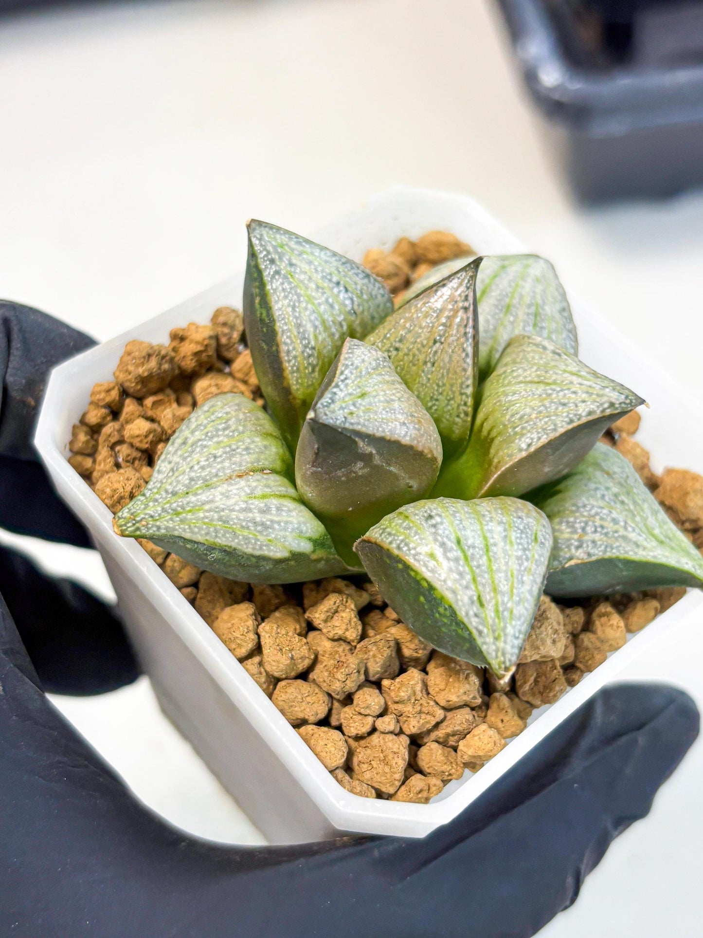 Haworthia Splendens Hybrid (wa1) (y2) | Japan Succulent
