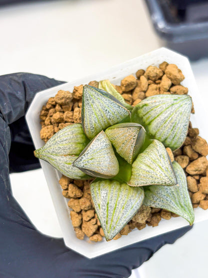 Haworthia Splendens Hybrid (wa1) (y2) | Japan Succulent