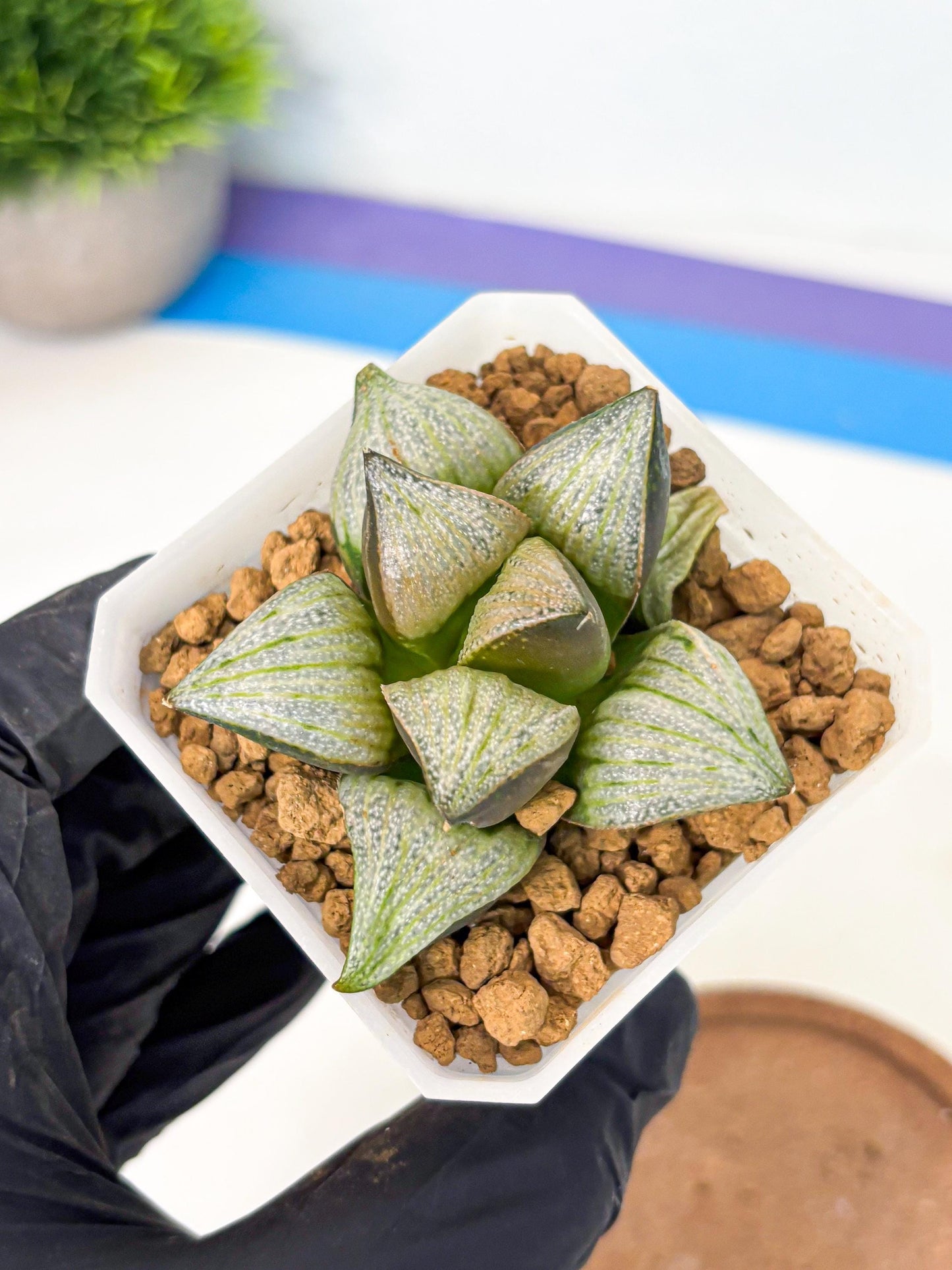 Haworthia Splendens Hybrid (wa1) (y2) | Japan Succulent