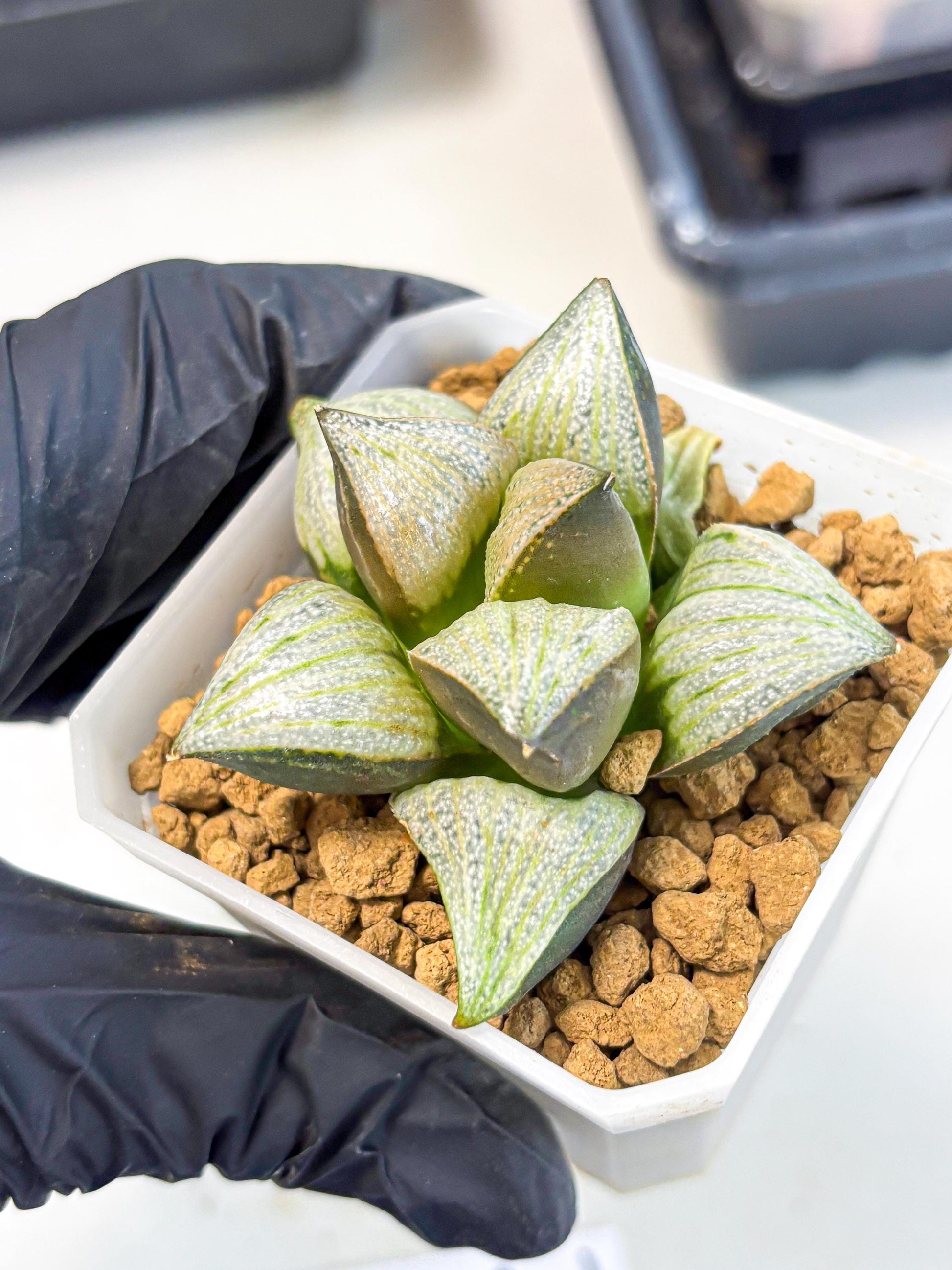 Haworthia Splendens Hybrid (wa1) (y2) | Japan Succulent