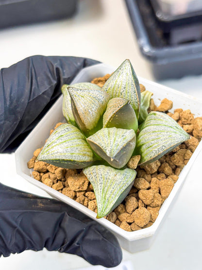 Haworthia Splendens Hybrid (wa1) (y2) | Japan Succulent