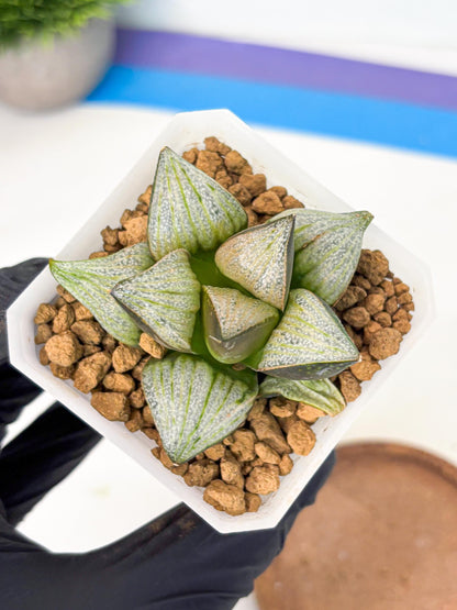 Haworthia Splendens Hybrid (wa1) (y2) | Japan Succulent