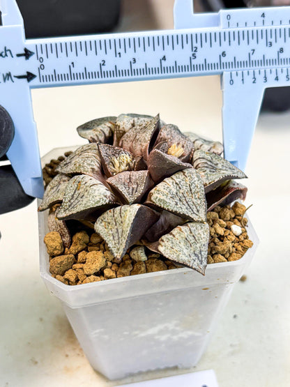 Haworthia Obtusa Var (wa1) (p3) | Japan Succulent