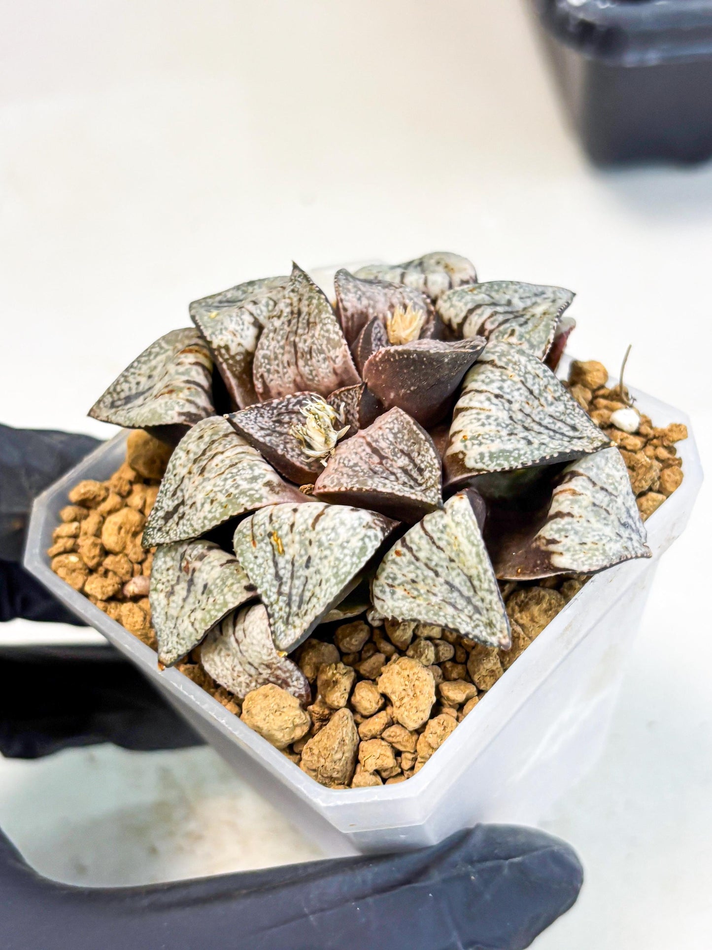 Haworthia Obtusa Var (wa1) (p3) | Japan Succulent