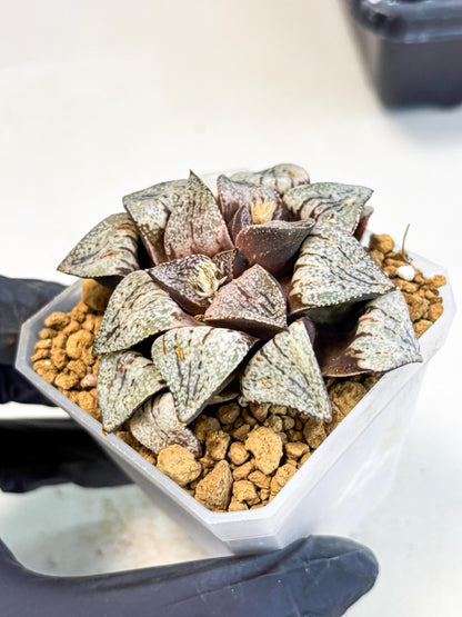 Haworthia Obtusa Var (wa1) (p3) | Japan Succulent