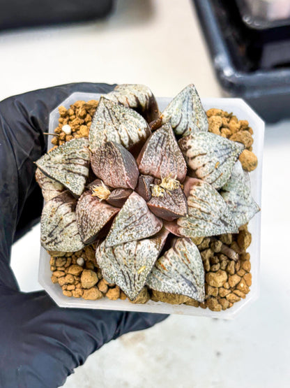 Haworthia Obtusa Var (wa1) (p3) | Japan Succulent