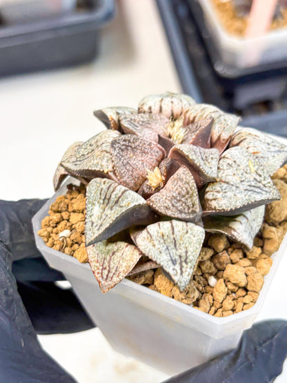 Haworthia Obtusa Var (wa1) (p3) | Japan Succulent