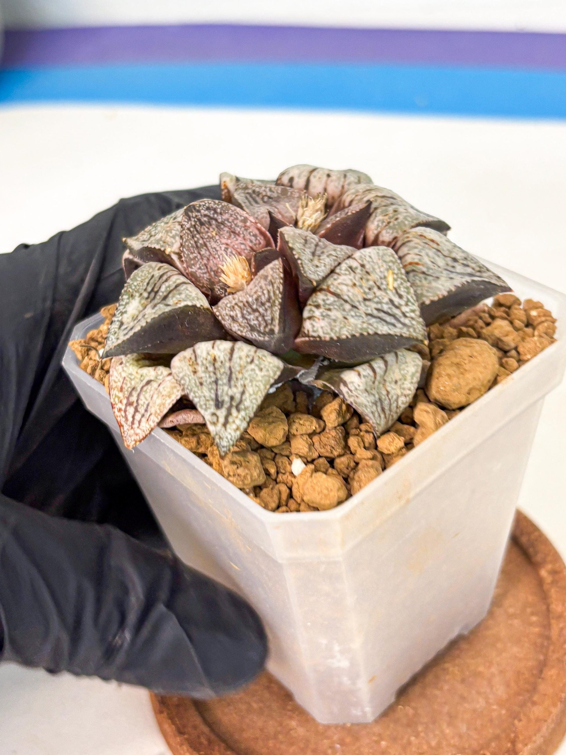 Haworthia Obtusa Var (wa1) (p3) | Japan Succulent
