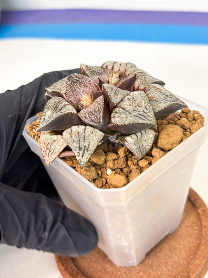Haworthia Obtusa Var (wa1) (p3) | Japan Succulent