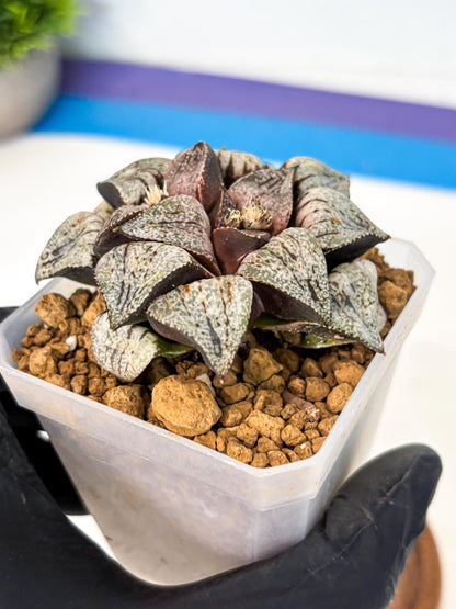 Haworthia Obtusa Var (wa1) (p3) | Japan Succulent