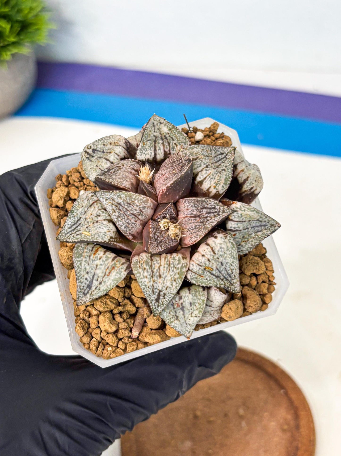 Haworthia Obtusa Var (wa1) (p3) | Japan Succulent