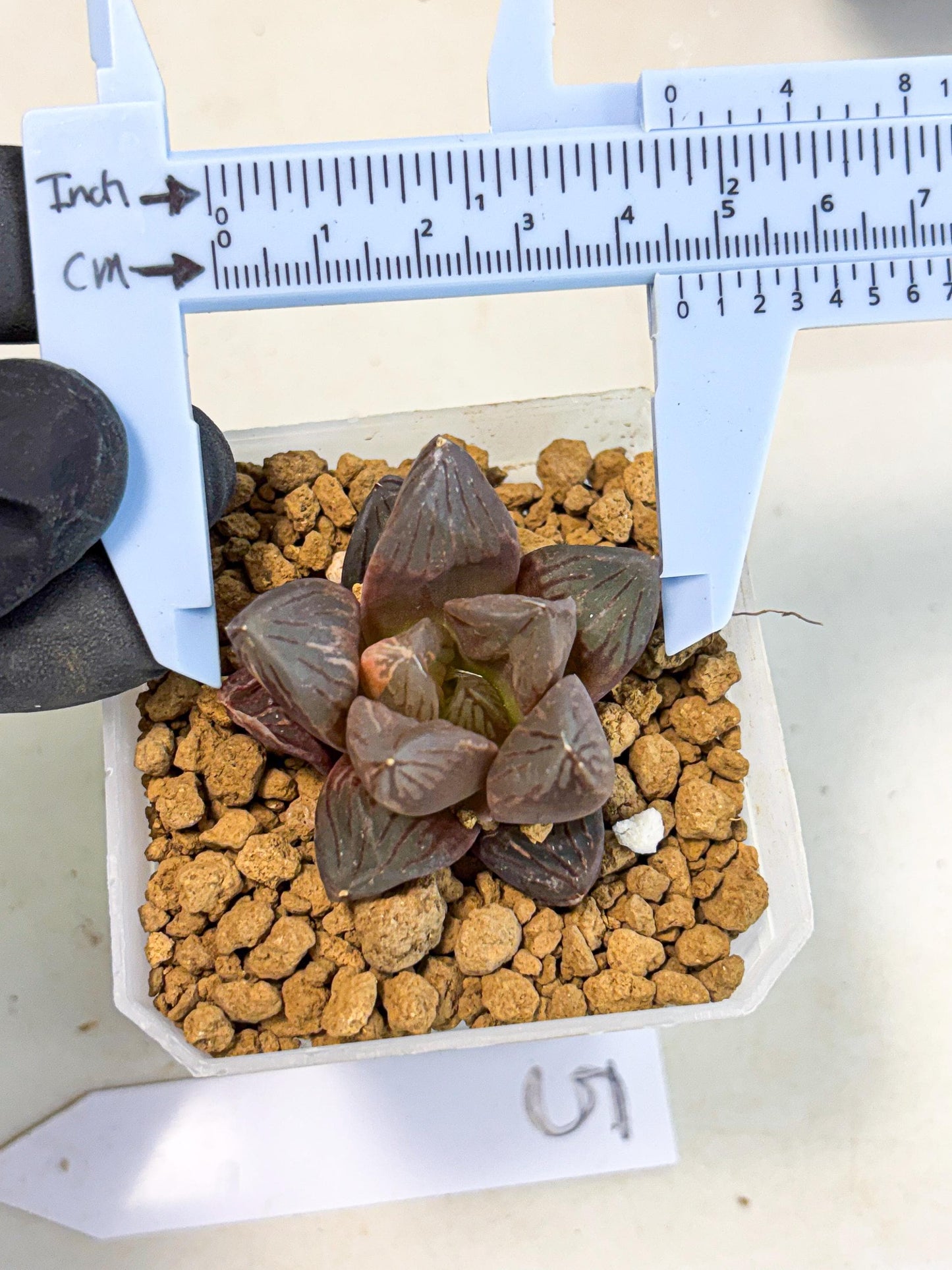 Haworthia Red Flame Var (wa1) (p5) | Japan Succulent