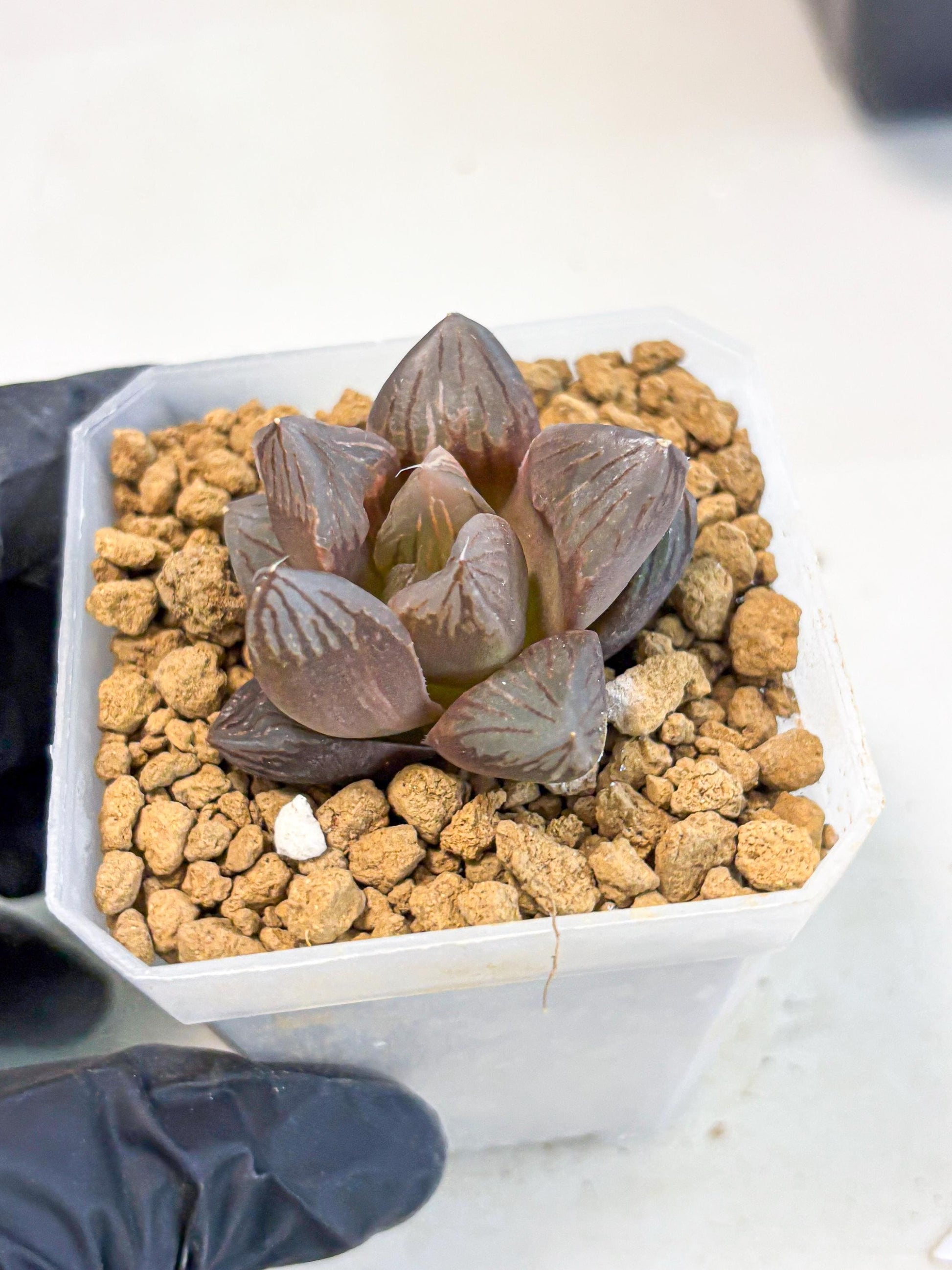 Haworthia Red Flame Var (wa1) (p5) | Japan Succulent