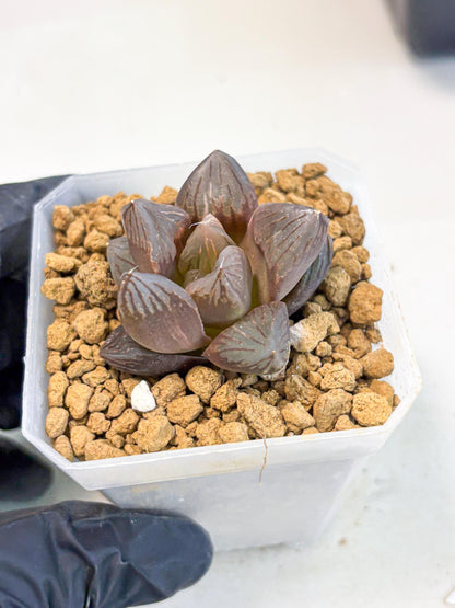 Haworthia Red Flame Var (wa1) (p5) | Japan Succulent