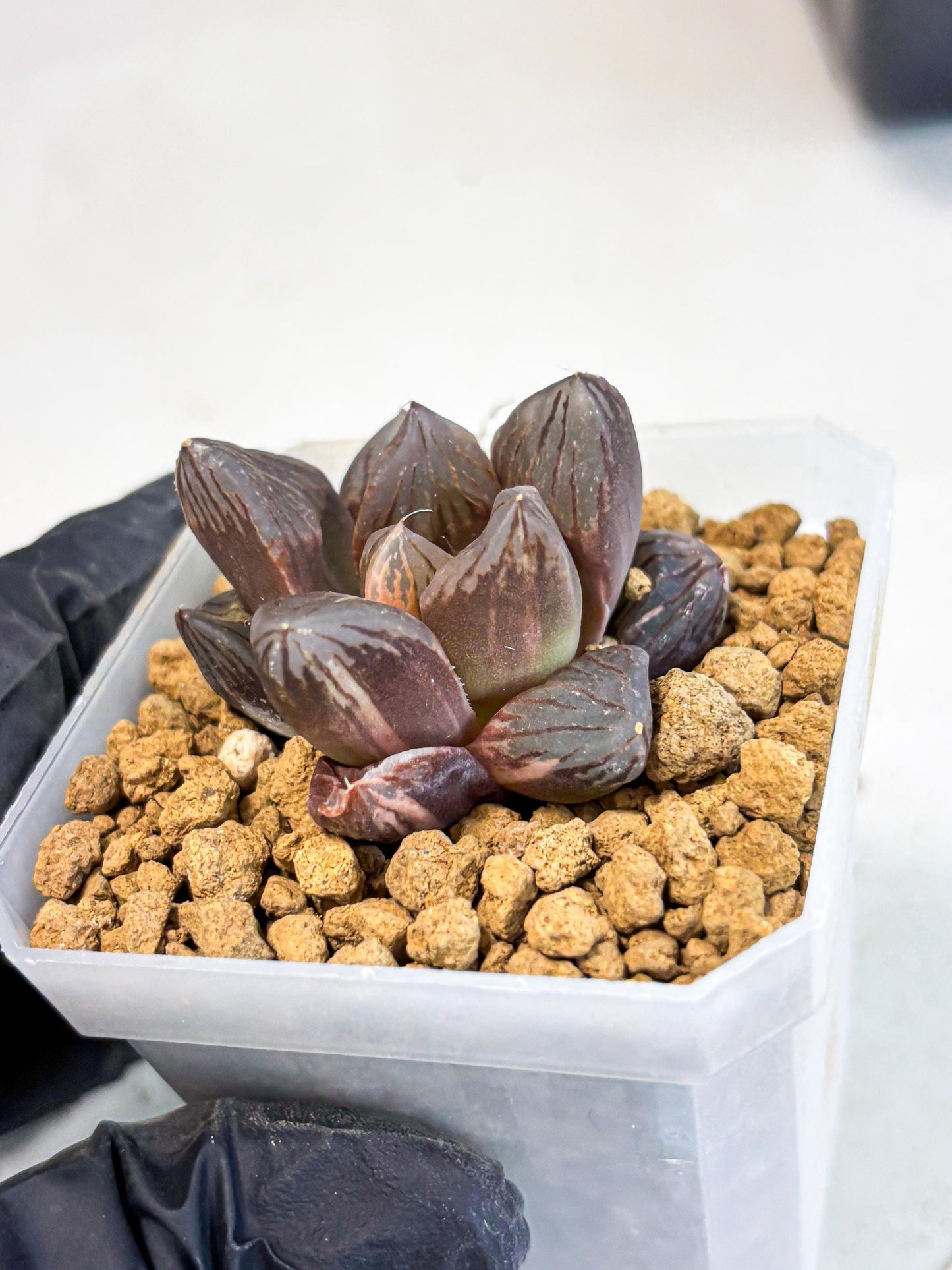 Haworthia Red Flame Var (wa1) (p5) | Japan Succulent