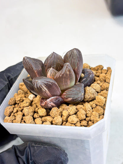 Haworthia Red Flame Var (wa1) (p5) | Japan Succulent