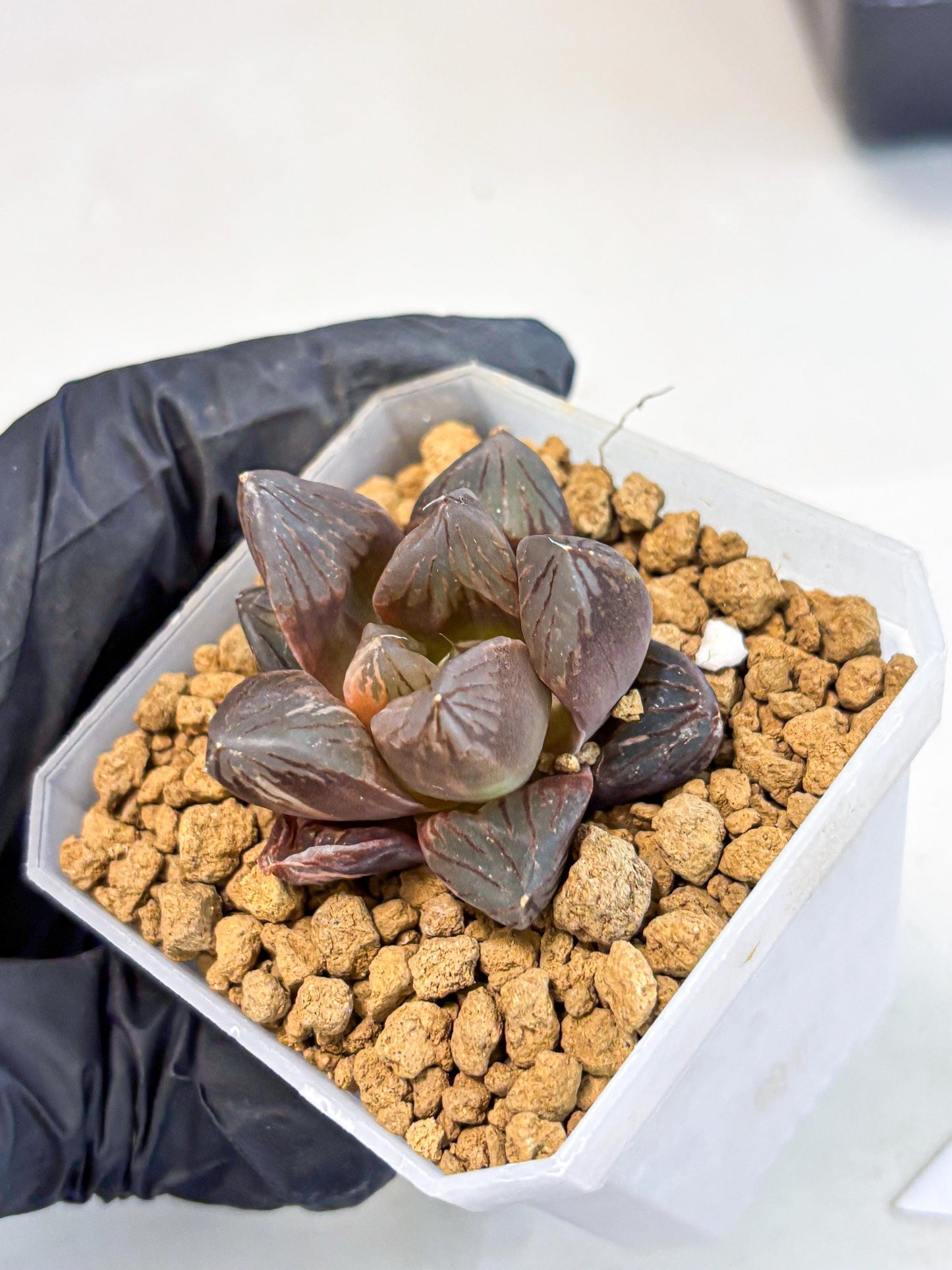 Haworthia Red Flame Var (wa1) (p5) | Japan Succulent