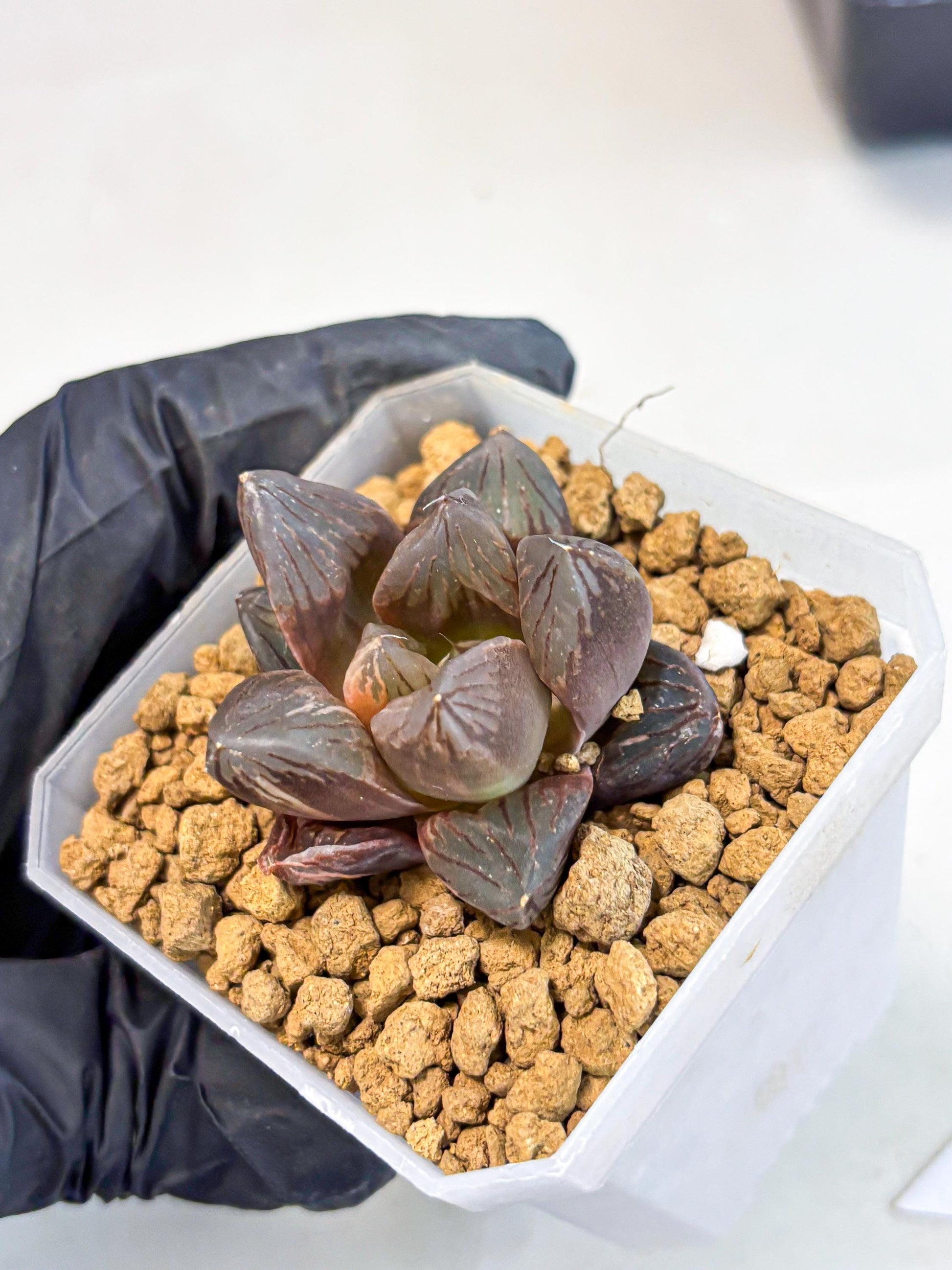 Haworthia Red Flame Var (wa1) (p5) | Japan Succulent