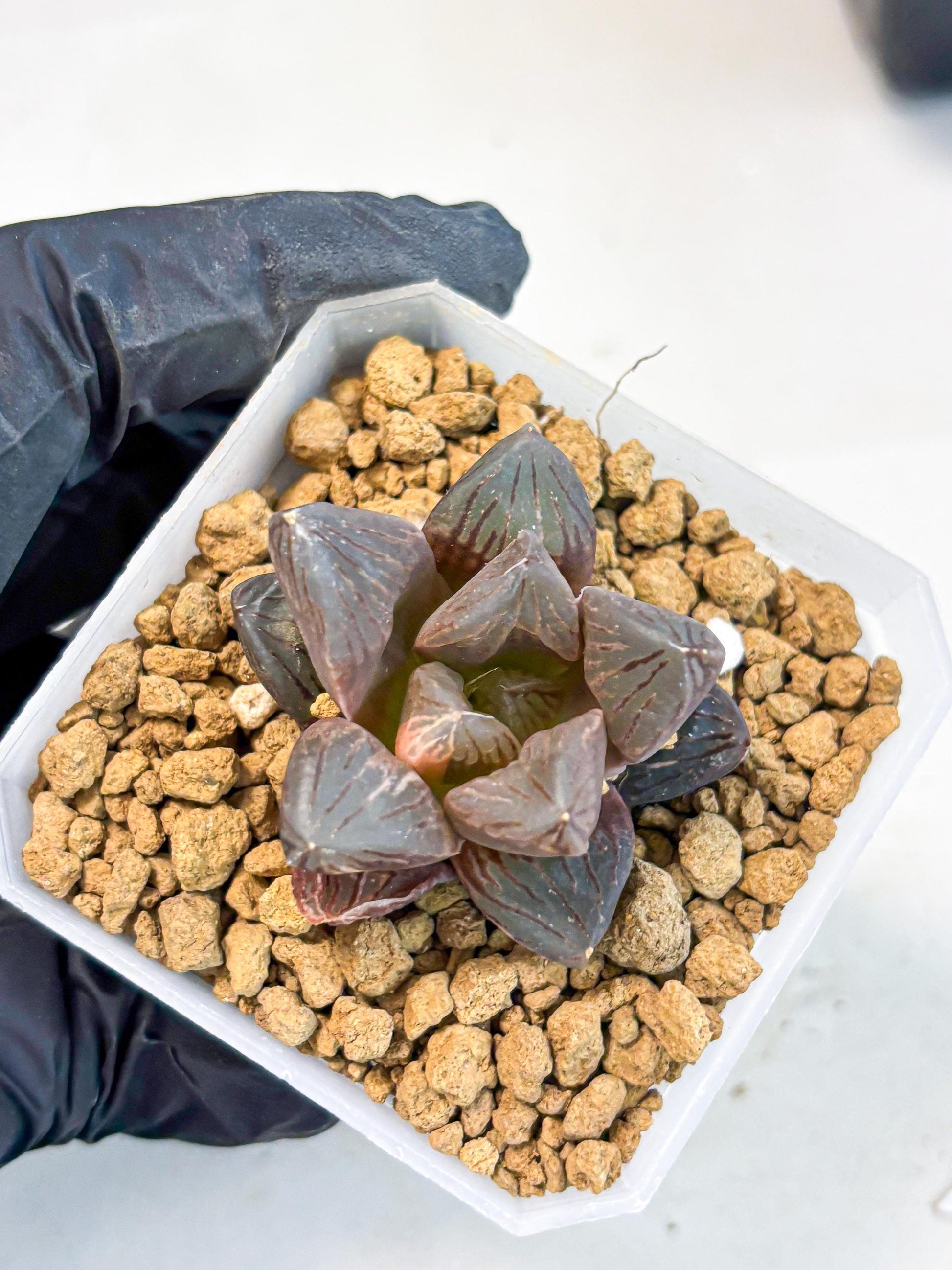 Haworthia Red Flame Var (wa1) (p5) | Japan Succulent