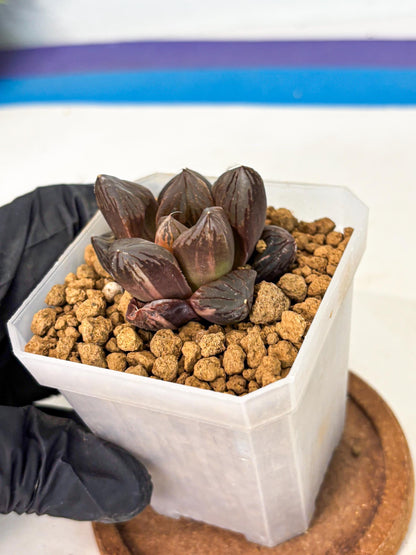 Haworthia Red Flame Var (wa1) (p5) | Japan Succulent