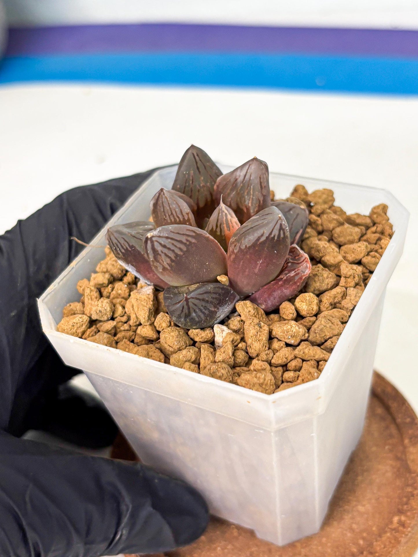 Haworthia Red Flame Var (wa1) (p5) | Japan Succulent