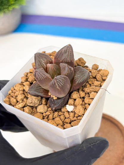 Haworthia Red Flame Var (wa1) (p5) | Japan Succulent
