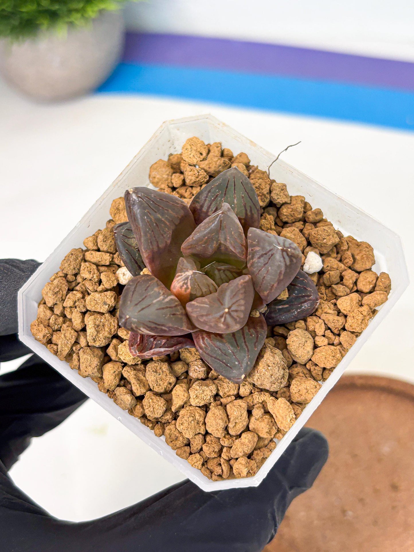 Haworthia Red Flame Var (wa1) (p5) | Japan Succulent